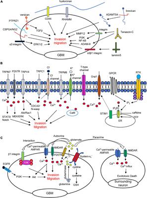 Mechanisms of Invasion in Glioblastoma: Extracellular Matrix, Ca2+ Signaling, and Glutamate